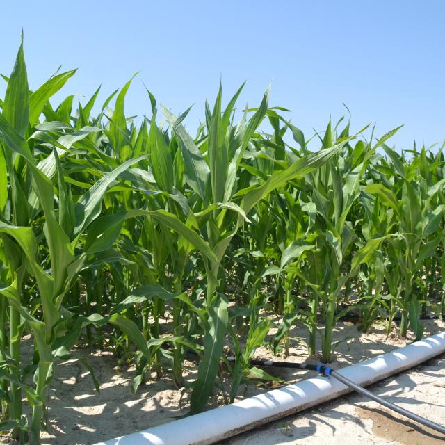 Maize Adapting Irrigation Practices To Meet The New ClimateRelated Challenges Irrigazette